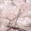 SAKURA_TREE